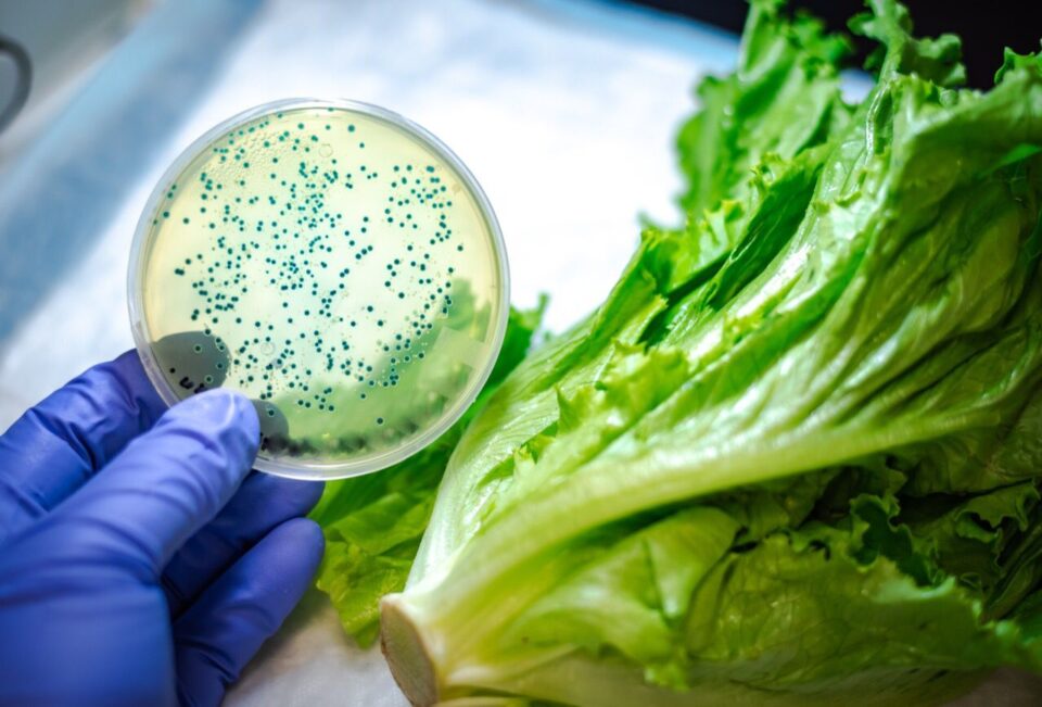 Recomendaciones para evitar infecciones producidas por alimentos