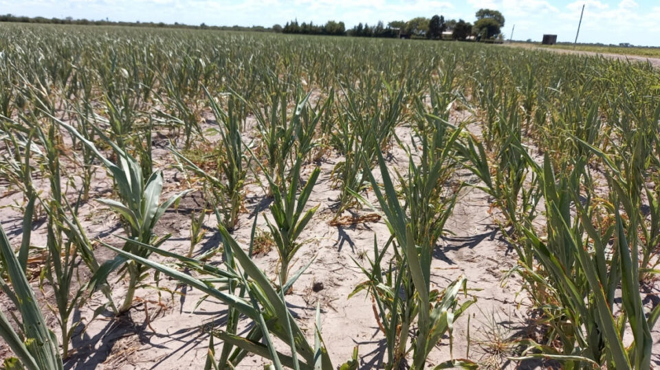 La provincia instrumenta una asistencia financiera de 0 millones para productores agropecuarios afectados por la sequía