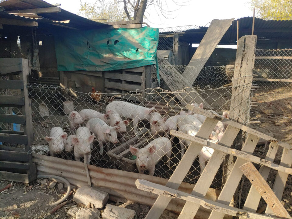 La provincia brindó recomendaciones ante el aumento de casos de triquinosis