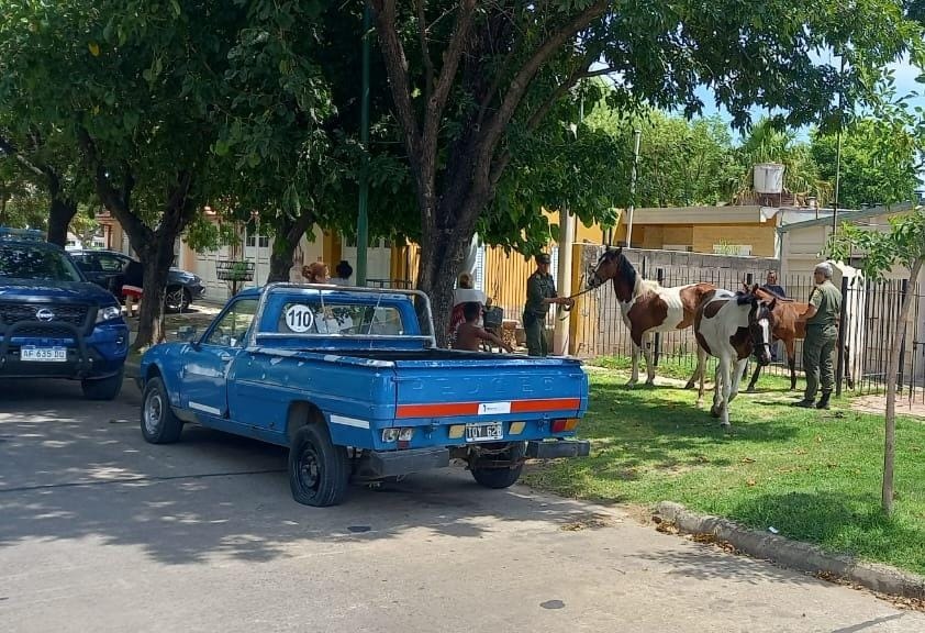 La Fiscalía inició una causa a vecina que tenía sus caballos sueltos