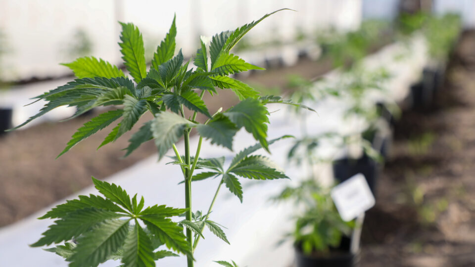 La provincia participó del Cannamérica 2023, el evento más importante del continente sobre Cannabis