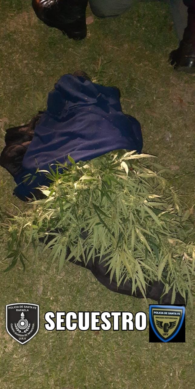 SECUESTRARON PLANTA DE CANNABIS