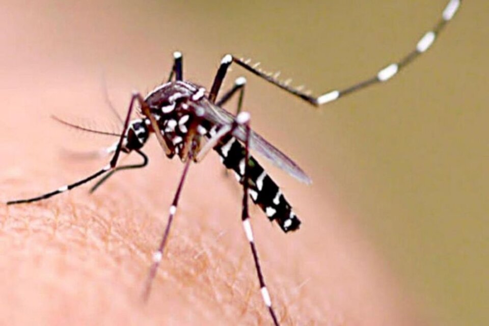 Dengue: Deben extremarse las medidas de prevención ante la circulación viral