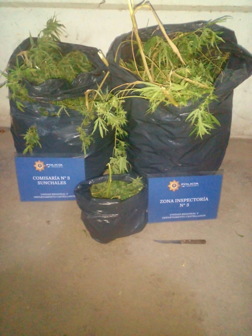 SECUESTRARON PLANTAS DE CANNABIS