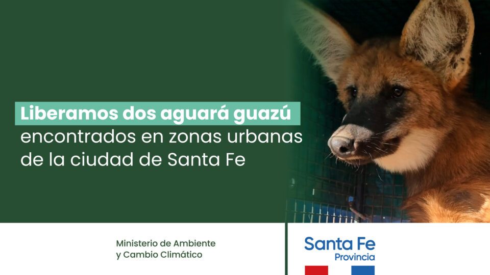 Liberaron dos aguará guazú en una reserva provincial