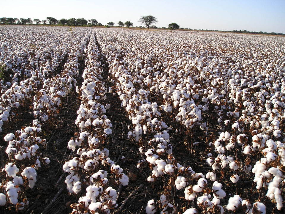 La provincia abrió la inscripción al Registro Nacional de Productores Algodoneros