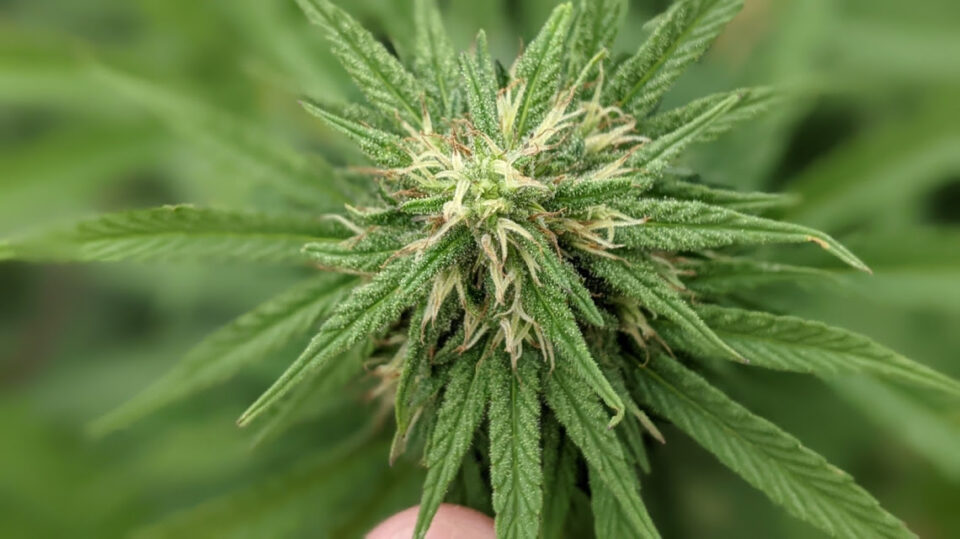 Se registró la primera variedad de semilla de cannabis de la provincia