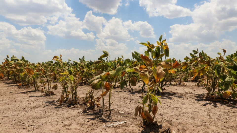 La provincia abre nuevamente la reinscripción para productores con certificado de Emergencia Agropecuaria afectados por la sequía