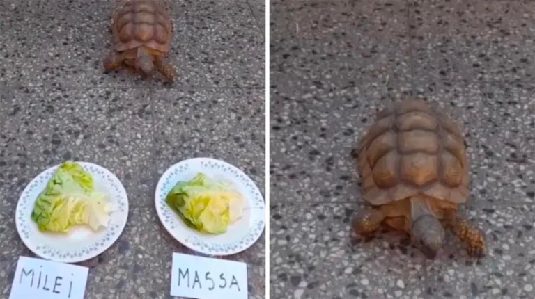 Viral: la tortuga que acertó los resultados del Mundial ahora lanzó su predicción para el balotaje