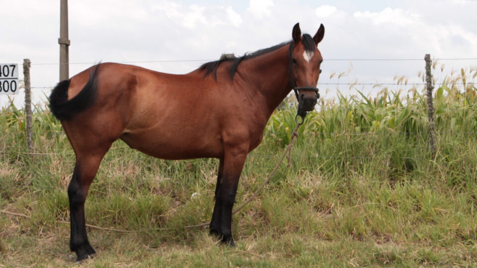 La provincia advierte sobre la situación sanitaria en equinos