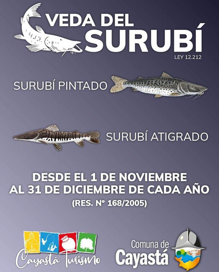 Desde el 1 de noviembre hasta el 31 de Diciembre, está prohibido capturar, acopiar, transportar y comercializar ejemplares de surubí, tanto pintado como atigrado