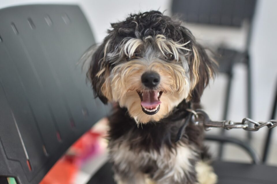 Castraciones en las vecinales