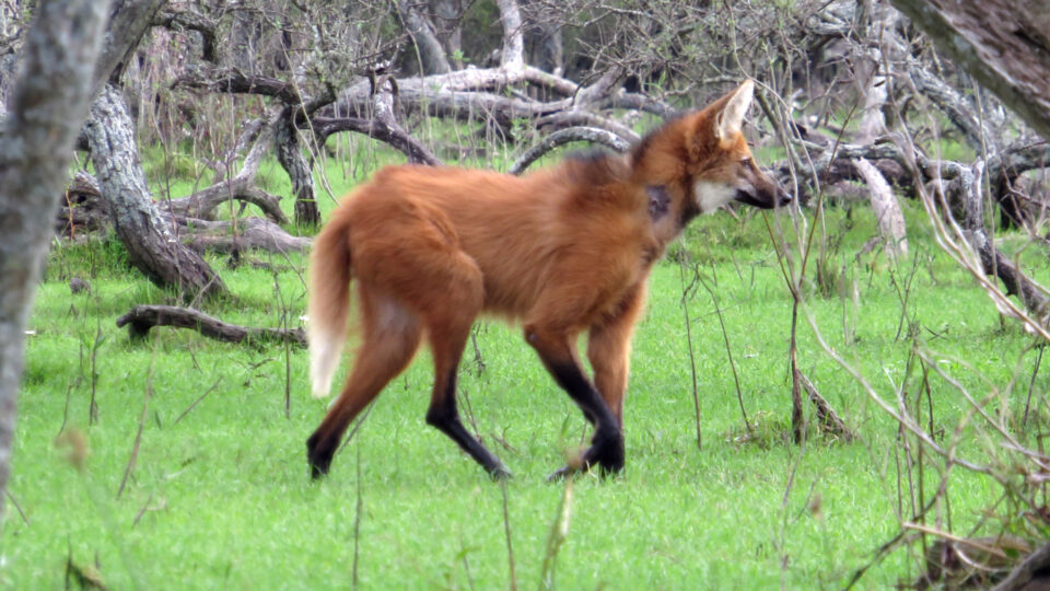 Ante la aparición de animales fuera de su hábitat natural recomiendan dar aviso al 911