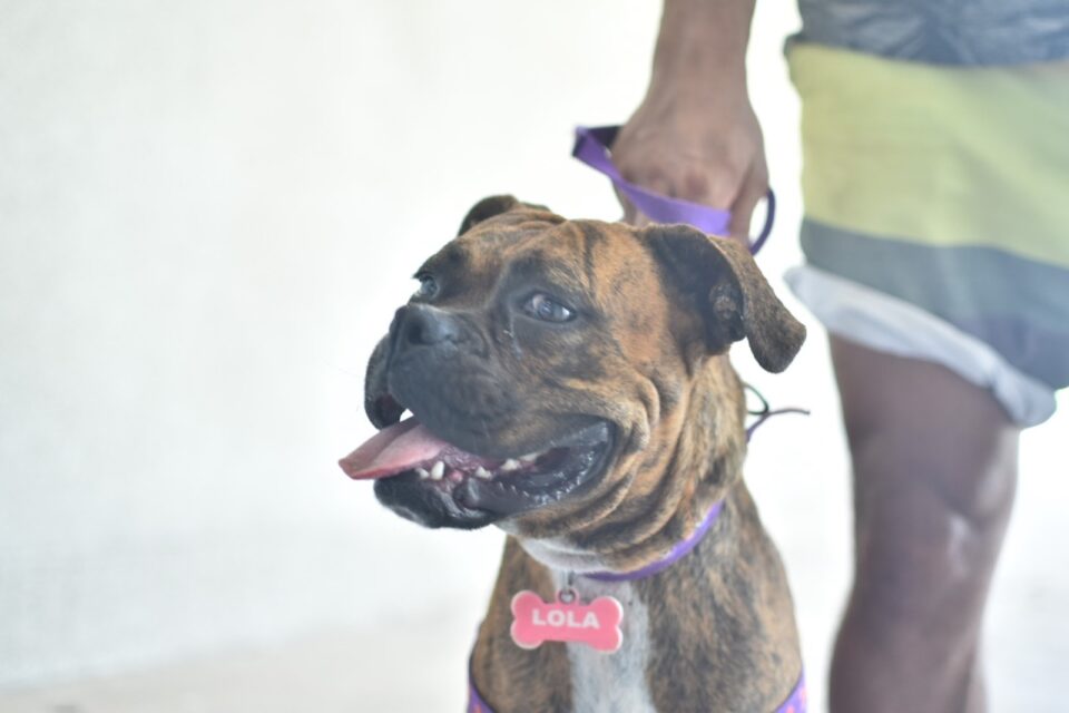 Castraciones en tu barrio: Se realizarán en la sede vecinal del barrio Luis Fasoli