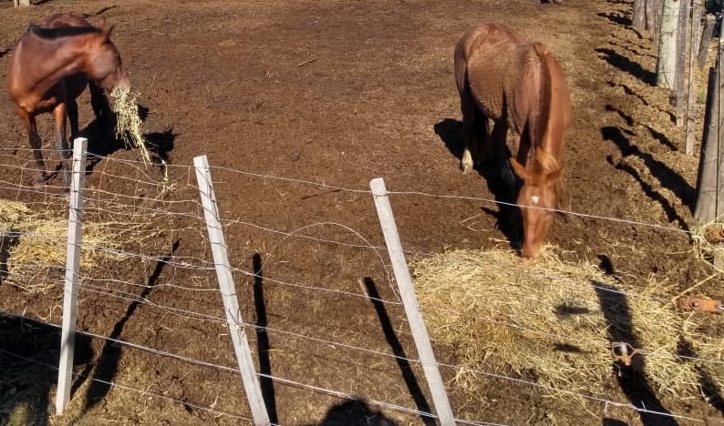 Con operativos de seguridad conjuntos, el municipio ha iniciado la imposición de sanciones a los propietarios de caballos sueltos.