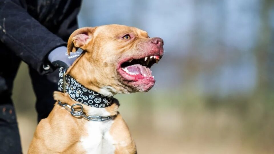 Una nena de nueve años lucha por su vida tras ser atacada por un pitbull en Córdoba