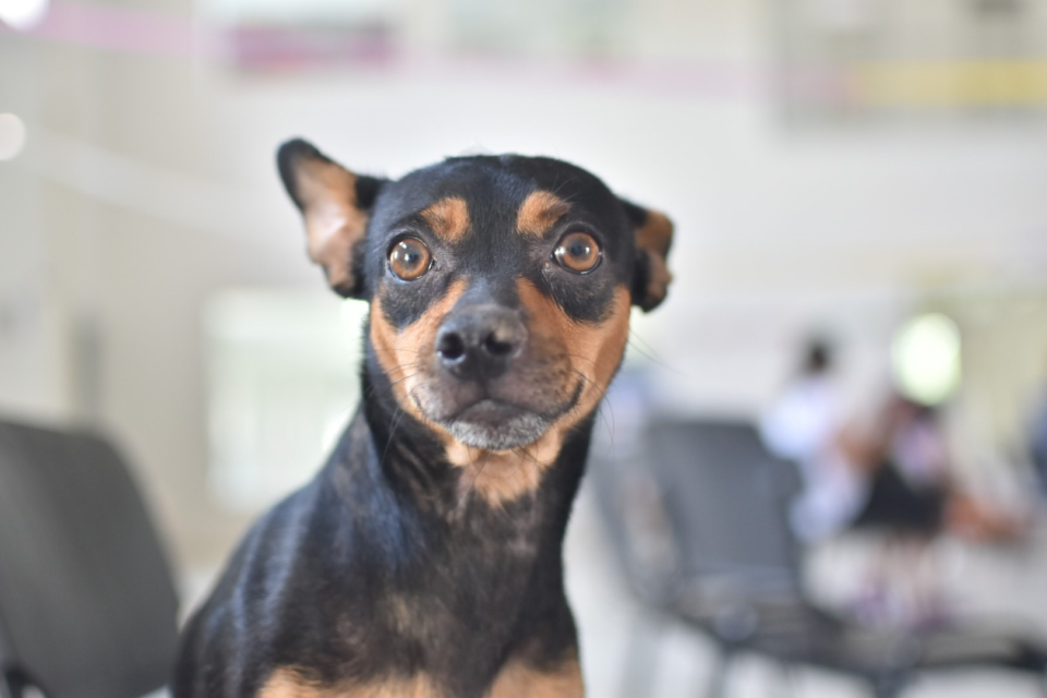 “Castraciones en tu barrio” continúa en barrio Güemes