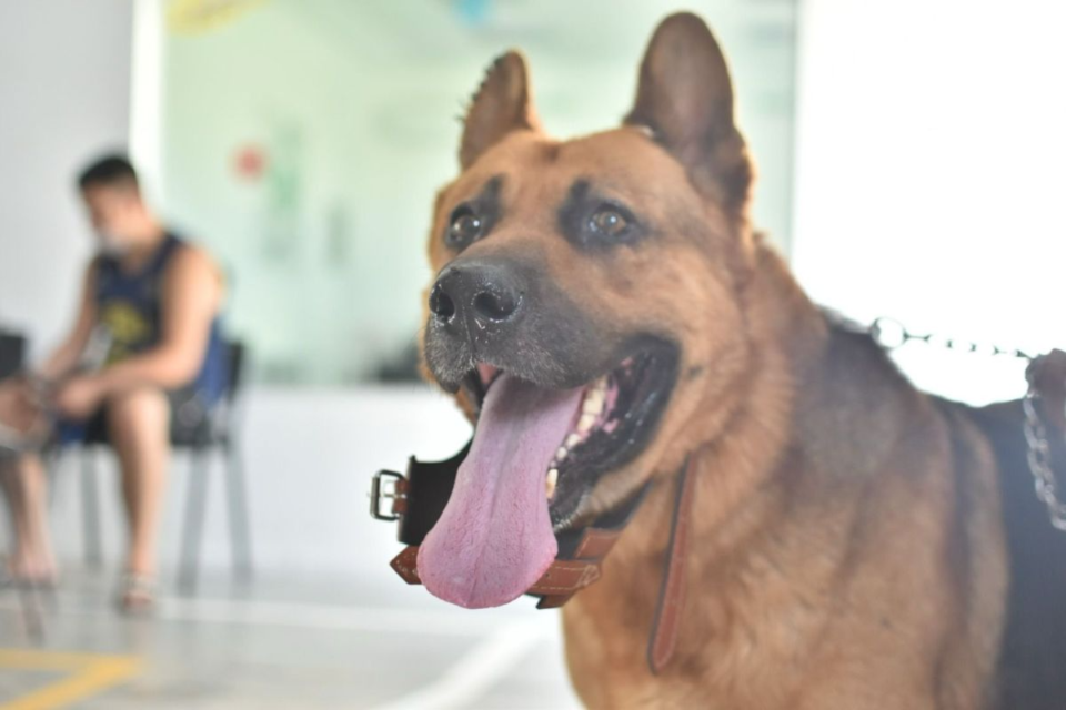 «Castraciones en tu barrio» estará en barrio Jardín