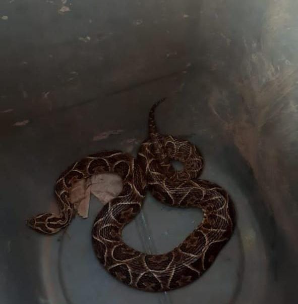 PERSONAL DE LA SECCIÓN ECOLÓGICA DE LA UR I RESCATÓ UNA VÍBORA YARARÁ EN LA COSTANERA SANTAFESINA