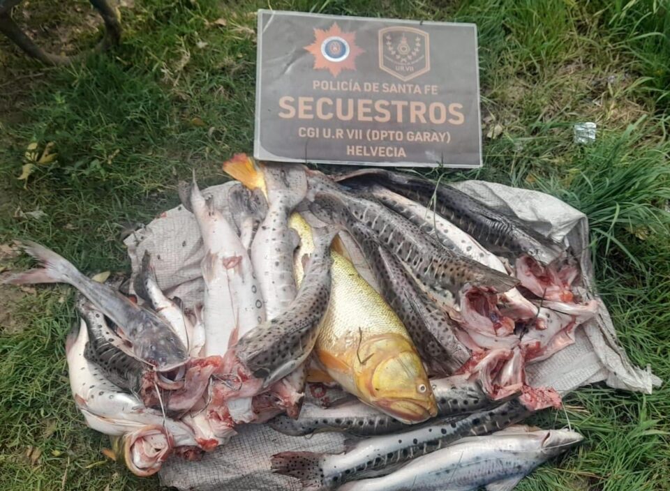 Helvecia SECUESTRARON MÁS DE 50 ESPECIES ICTÍCOLAS POR INFRACCIÓN A LA LEY PROVINCIAL N° 12.212