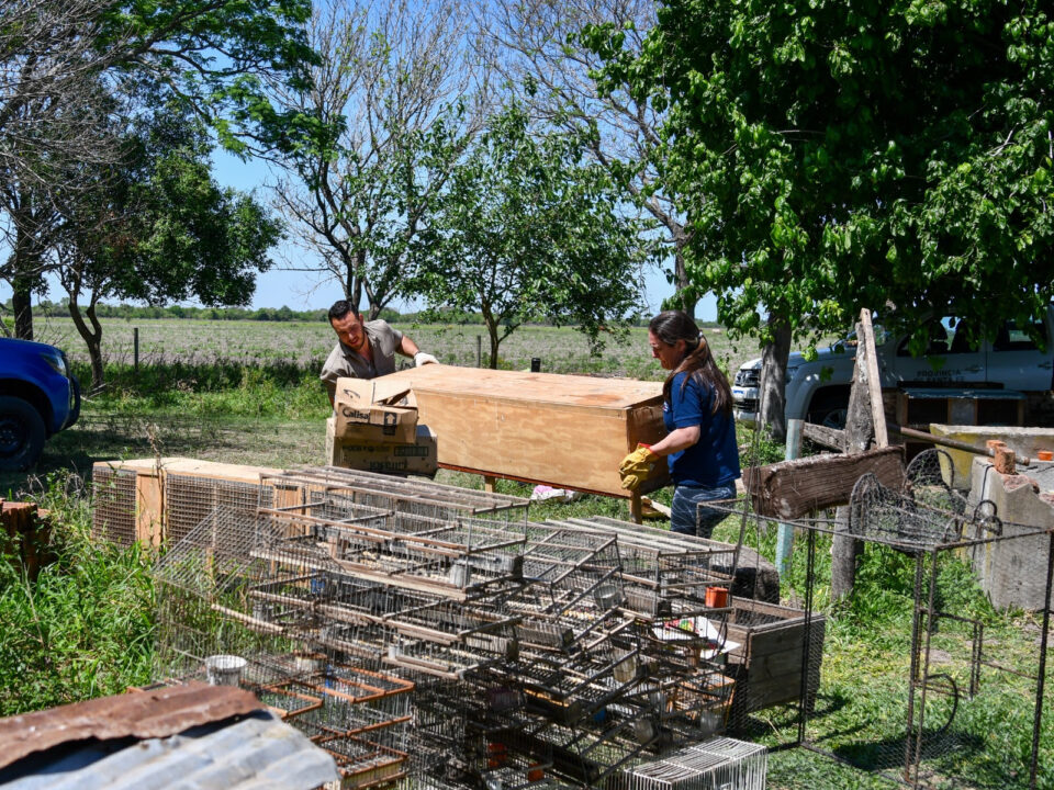Control de Fauna: más de 300 aves liberadas en Villa Ocampo