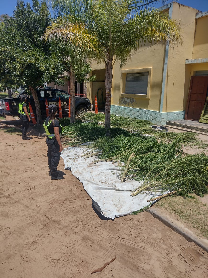 Cayastá SECUESTRARON ALREDEDOR DE 60 PLANTAS DE APARENTE MARIHUANA