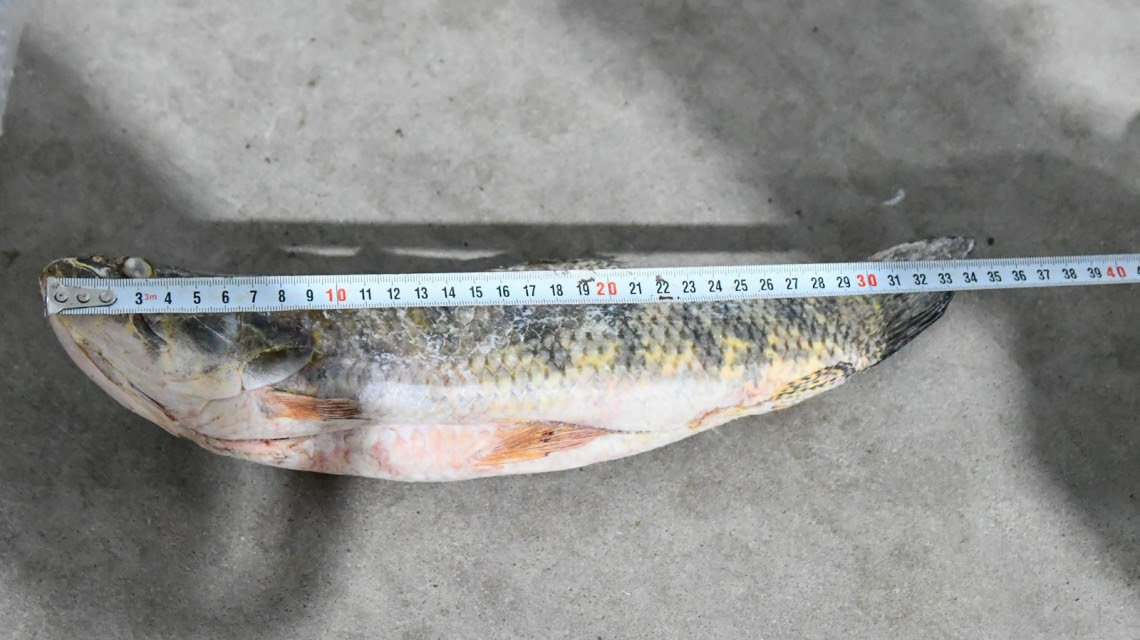 Provincia intensifica los controles y decomisos contra la pesca ilegal