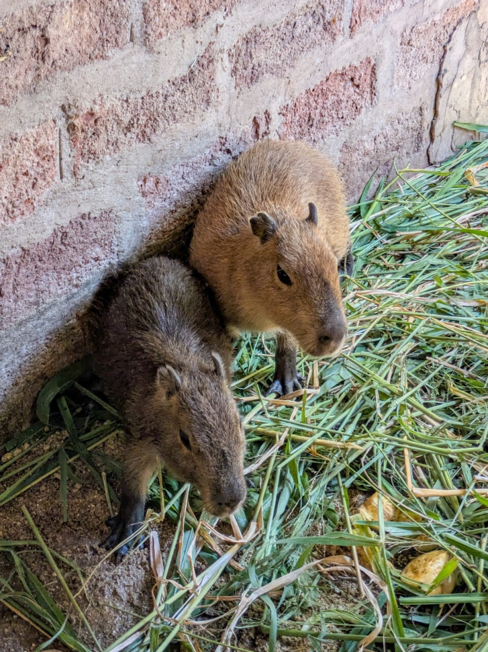 Tres animales silvestres rescatados y que estaban en cautiverio se recuperan en “La Esmeralda”