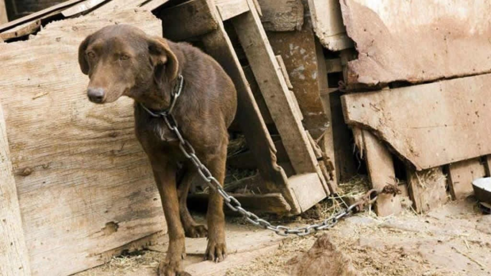 Maltrato y crueldad animal