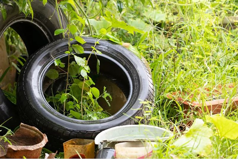 El Municipio refuerza las acciones para prevenir el dengue