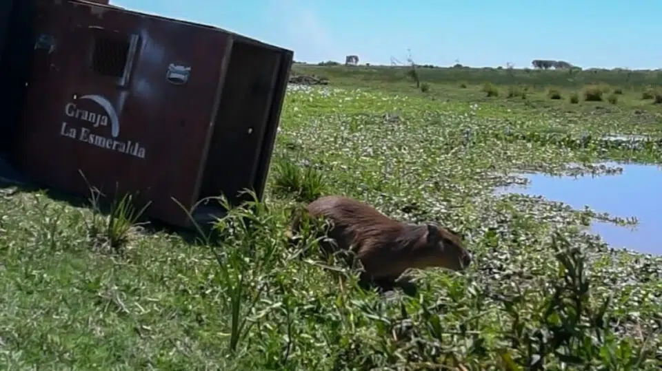 Cómo es el trabajo de los especialistas de Provincia en La Esmeralda para salvar animales silvestres