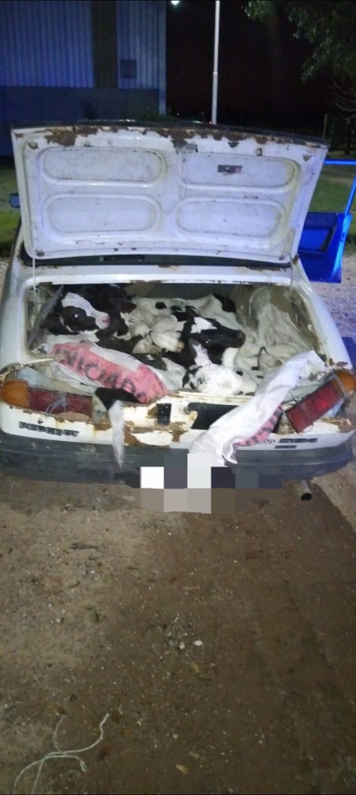 CAYASTA: APREHEDEN A 3 SUJETOS QUE TRASLADABAN ANIMALES VACUNOS EN UN AUTOMOMIL