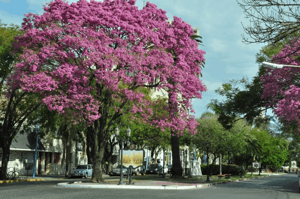 Rafaela convoca a licitación para su Plan de Forestación 2025