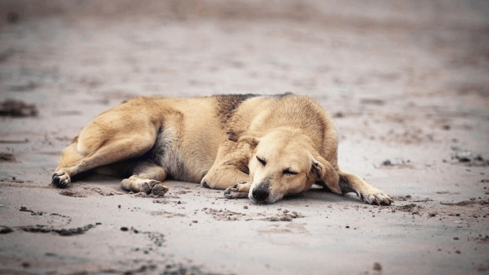Campaña de abrigo para los animales