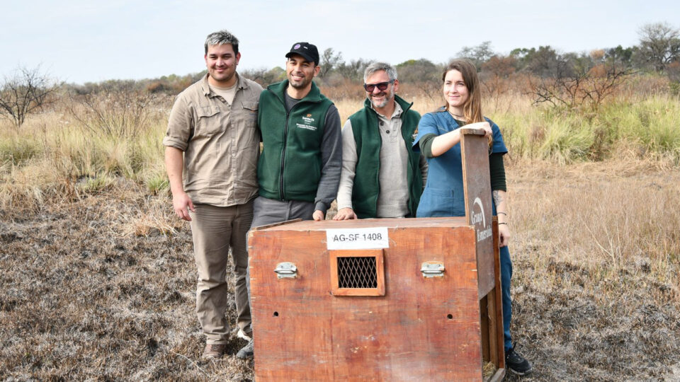 Biodiversidad: tras ser asistido en La Esmeralda, Provincia liberó un aguará guazú en su hábitat natural