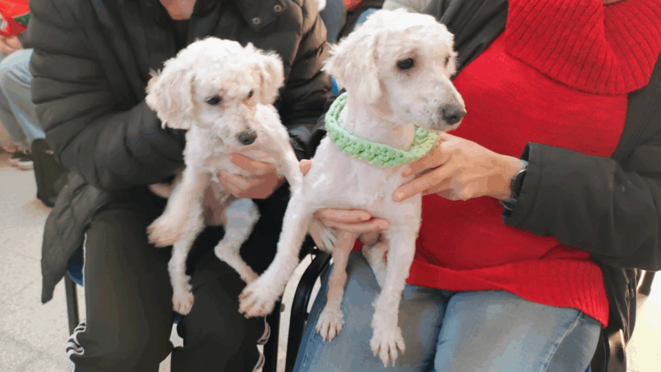 «Castraciones en tu Barrio» llega al Güemes con servicios gratuitos para mascotas
