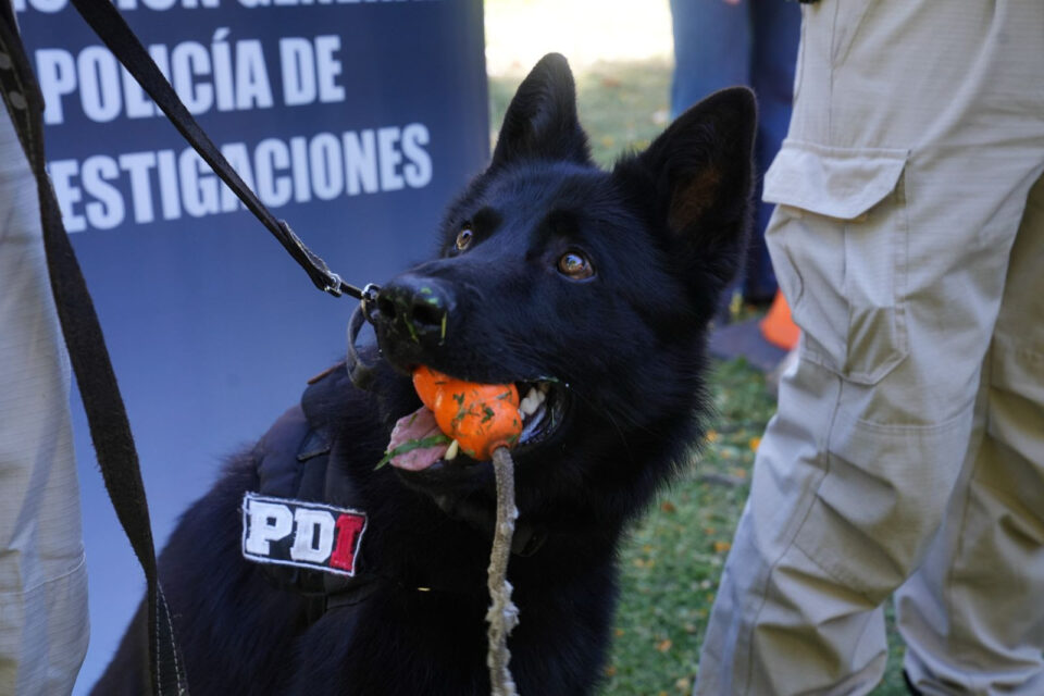 Perros campeones de la PDI: brindaron detalles sobre la destacada participación en el Campeonato Argentino