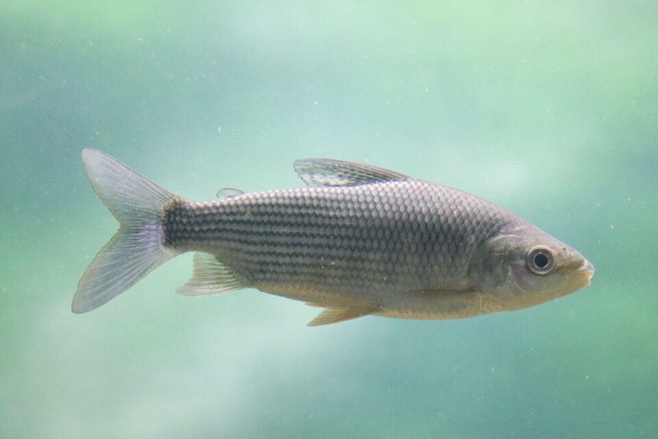 Por qué es importante limitar la exportación de peces del río Paraná