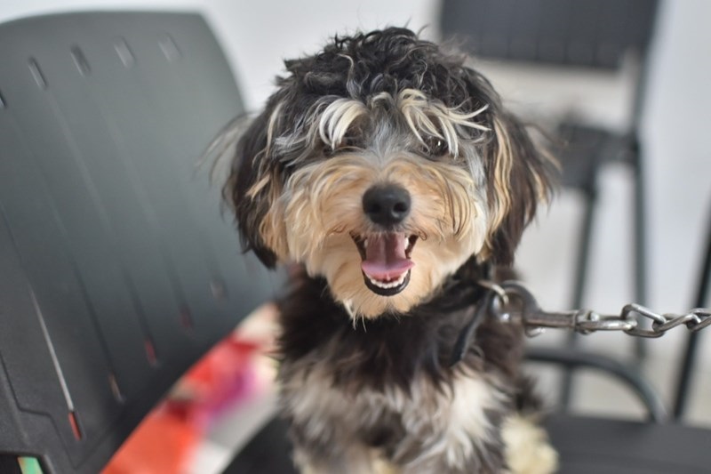 Salud animal 2025: el Municipio efectuó más de 18.000 atenciones en sus dispositivos