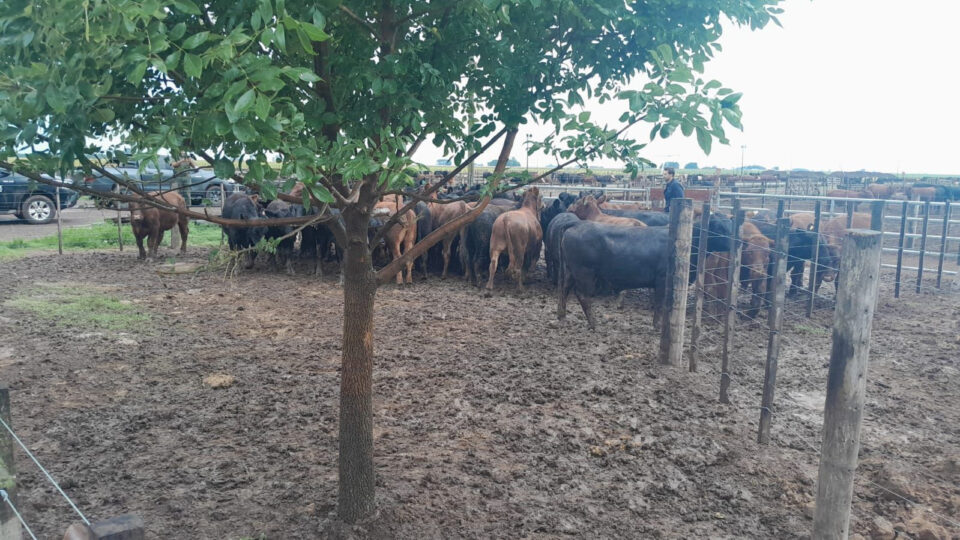 La Policía Rural recuperó 161 animales tras una denuncia de un reconocido influencer del agro