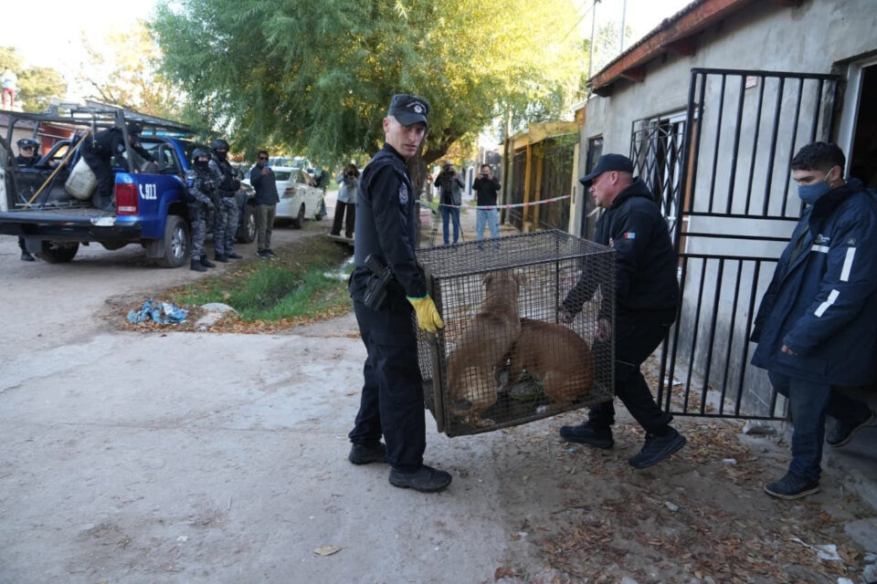 116 búnkeres de droga derribados en el gobierno de Pullaro: esta mañana inactivaron uno en barrio Cabal, en Santa Fe