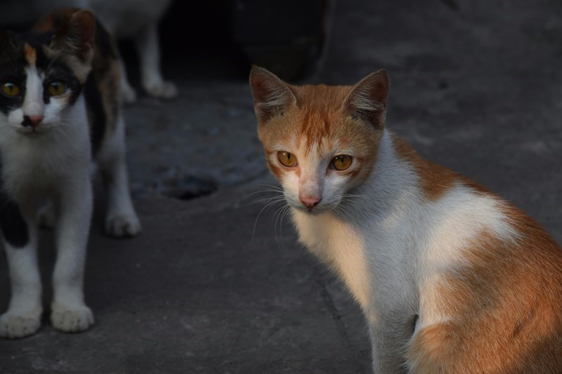 Zoonosis municipal: atención gratuita para el cuidado animal y la prevención en la comunidad