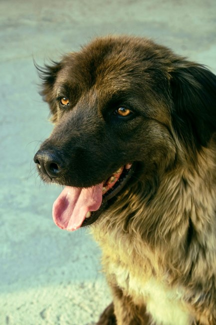 Zoonosis municipal: atención gratuita para el cuidado animal y la prevención en la comunidad