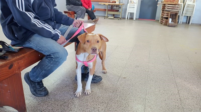 «Castraciones en tu Barrio» llega a Villa Dominga con servicios gratuitos para perros y gatos