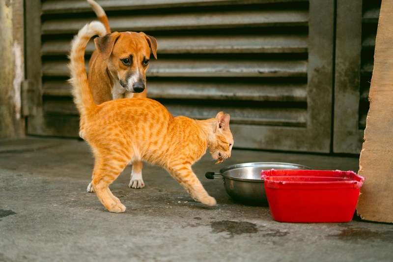Zoonosis municipal: atención gratuita para el cuidado animal y la prevención en la comunidad