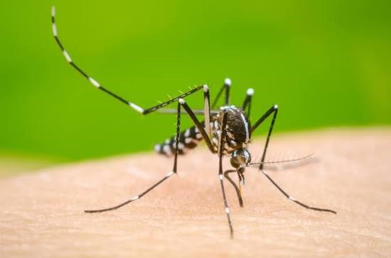 Acciones de prevención y concientización sobre dengue en los barrios